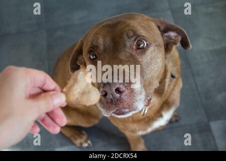 Hund bekommt ein Cookie. Erwachsene gemischte Labrador Hund essen Cookie. Grauer Hintergrund. Nahaufnahme Porträt von niedlichen braunen Hund. Menschliche Hand mit herzförmiges Cookie Stockfoto