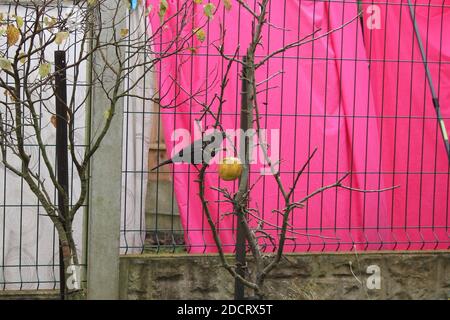 Freche Amsel hilft sich bis zum letzten Apfel auf Der Zwergapfelbaum Stockfoto