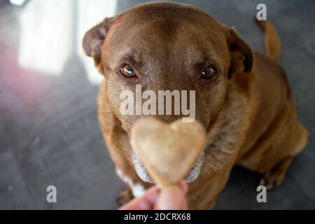 Hund bekommt ein Cookie. Erwachsene gemischte Labrador Hund essen Cookie. Grauer Hintergrund. Nahaufnahme Porträt von niedlichen braunen Hund. Menschliche Hand mit herzförmiges Cookie Stockfoto