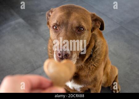 Hund bekommt ein Cookie. Erwachsene gemischte Labrador Hund essen Cookie. Grauer Hintergrund. Nahaufnahme Porträt von niedlichen braunen Hund. Menschliche Hand mit herzförmiges Cookie Stockfoto