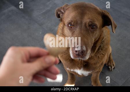 Hund bekommt ein Cookie. Erwachsene gemischte Labrador Hund essen Cookie. Grauer Hintergrund. Nahaufnahme Porträt von niedlichen braunen Hund. Menschliche Hand mit herzförmiges Cookie Stockfoto