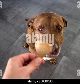 Hund bekommt ein Cookie. Erwachsene gemischte Labrador Hund essen Cookie. Grauer Hintergrund. Nahaufnahme Porträt von niedlichen braunen Hund. Menschliche Hand mit herzförmiges Cookie Stockfoto