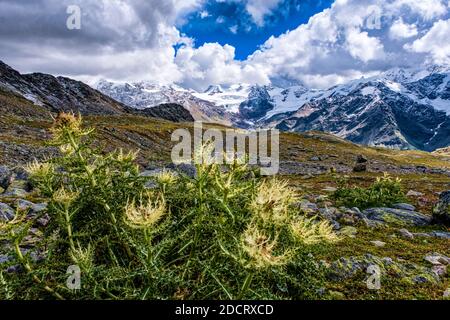 Spiniest Thistle (Cirsium spinosissimum), wächst in der Nähe des Sees Lago della Manzina, der Palon de la Mare Berggruppe in der Ferne. Stockfoto