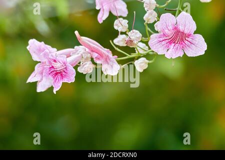 Makrofotografie einer Gruppe von Bluebell Blumen, Ipomoea purpurea, wild lila wächst auf dem Feld. Grün unfokussierten Hintergrund. Copy Space. Stockfoto