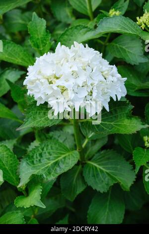 Weiße Blüten der Hydrangea macrophylla 'Nymphe' Stockfoto