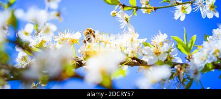 Nahaufnahme einer Honigbiene, die Nektar sammelt und Pollen auf weißen Blüten auf Kirschbaum verteilt. Stockfoto