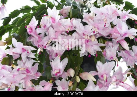 Falscher weihnachtskaktus Schlumbergera truncata mit hellrosa Blüten Stockfoto