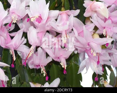 Falscher weihnachtskaktus Schlumbergera truncata mit hellrosa Blüten Stockfoto