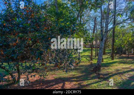 Museo Horacio Quiroga, Provinz Misiones, San Ignacio, Argentinien, Lateinamerika Stockfoto