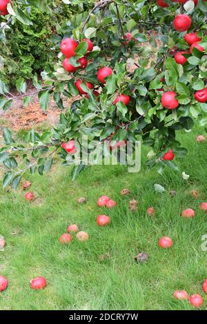 Gefallene Äpfel liegen auf dem Boden unter Baum mit reifen Rote Äpfel Stockfoto