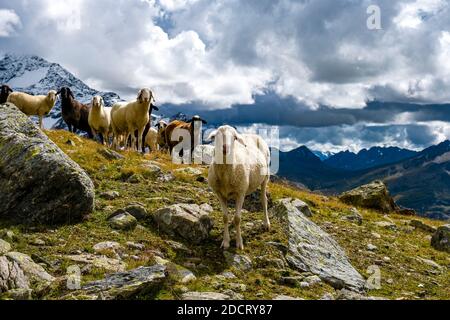 Eine Herde Schafe weidet in der Nähe des Sees Lago della Manzina, der Palon de la Mare Berggruppe in der Ferne. Stockfoto