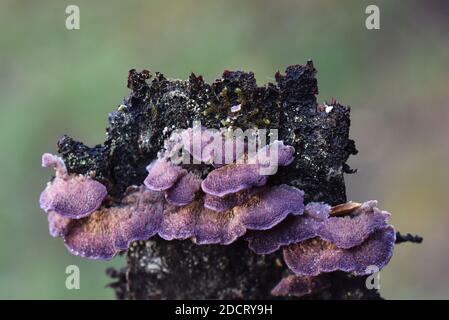 Der saprophytische Pilz Trichaptum abietinum wächst auf der Rinde von Ein Nadelbaum mit Unterseite Stockfoto