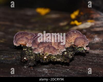 Der saprophytische Pilz Trichaptum abietinum wächst auf der Rinde von Ein Nadelbaum mit Unterseite Stockfoto