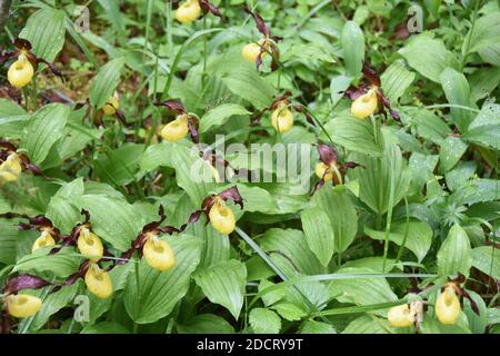 Große Gruppe von Orchideenblumen aus Damen-Pantoffeln, Cypripedium calceolus in der Natur Stockfoto