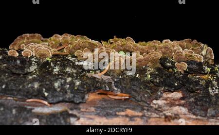 Die saprophytische Pilz Trichaptum abietinum wachsen auf der Rinde eines Nadelbaumbaum Stockfoto
