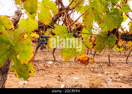 Trockener Wein Traubenhaufen nach der Ernte vor einem Hintergrund von Herbstlaub Nahaufnahme Stockfoto