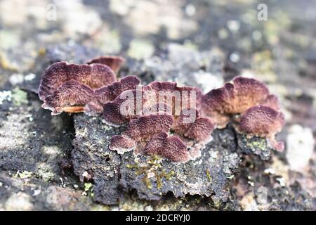 Der saprophytische Pilz Trichaptum abietinum wächst auf der Rinde von Ein Nadelbaum mit Unterseite Stockfoto
