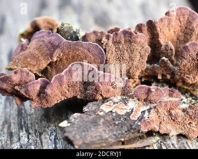 Der saprophytische Pilz Trichaptum abietinum wächst auf der Rinde von Ein Nadelbaum mit Unterseite Stockfoto