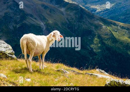 Ein Schaf weidet in der Nähe des Sees Lago della Manzina, grüne Berge Hänge in der Ferne. Stockfoto