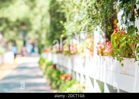 Weißer Holzzaun mit blühenden Töpfen entlang des Gehwegs. Sommer. Im Freien. Verschwommen. Stockfoto