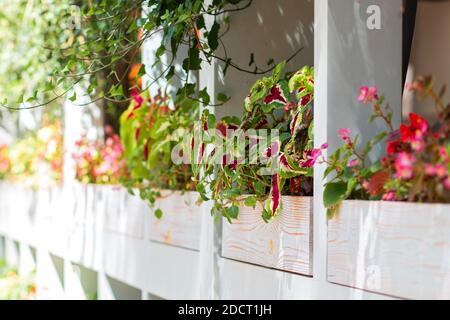 Weißer Holzzaun mit blühenden Töpfen entlang des Gehwegs. Sommer. Im Freien. Nahaufnahme. Stockfoto
