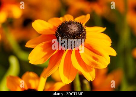 Rudbeckia hirta 'Toto' eine gelb orange krautige mehrjährige Sommer Herbst Blumenpflanze allgemein bekannt als Black Eyed Susan oder Coneflower Stock Foto im Stockfoto