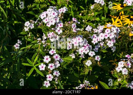 Phlox paniculata 'White Admiral' eine krautige Sommer Herbst Blume Pflanze, Stock Foto Bild Stockfoto