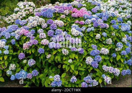 Hortensia macrophylla 'La Marne' eine blau rosa Mophead Frühling Sommer Blume Strauch Pflanze allgemein als Bigleaf Hortensien oder Französisch Hortensien bekannt, Stock p Stockfoto