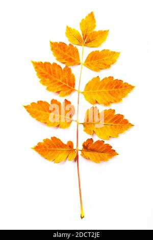 Herbstliche Orangenblätter. Lamelle isoliert auf weißem Hintergrund. Stockfoto