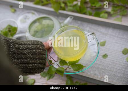 Birkentee, Birkenblatt-Tee, Birkenblätter-Tee, Birken-Tee, Birkenblatttee, Birkenblättertee, Heiltee, Kräutertee, Kräuter-Tee, Tee aus Birkenblättern, Stockfoto