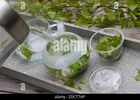 Birkentee, Birkenblatt-Tee, Birkenblätter-Tee, Birken-Tee, Birkenblatttee, Birkenblättertee, Heiltee, Kräutertee, Kräuter-Tee, Tee aus Birkenblättern, Stockfoto