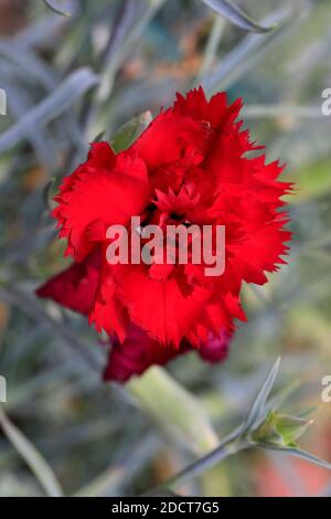 Insekt auf Nelkenblume. Stockfoto