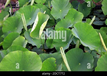 Stellenbosch University Botanical Garden , Cape Winelands, Western Province, Südafrika. Stockfoto