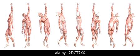 Konzeptionelle Anatomie gesunde skinless menschlichen Körper Muskelsystem Set. Athletischer junger Erwachsener posiert für Bildung, Fitness-Sport, Medizin Stockfoto