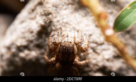 Draufsicht mit Blitz, um die Spinne von vorne zu beleuchten. Eine Makroaufnahme von Borneo Spinne im Hinterhof zu Hause springen. Stockfoto