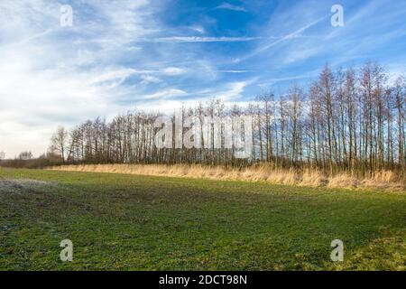 Grünes Feld, blattlose Bäume in einer Reihe am Horizont Stockfoto
