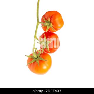 Zweig mit drei roten reifen Tomaten auf weißem Hintergrund, isolieren. Natürliches Gemüse im Garten angebaut, saftig Stockfoto