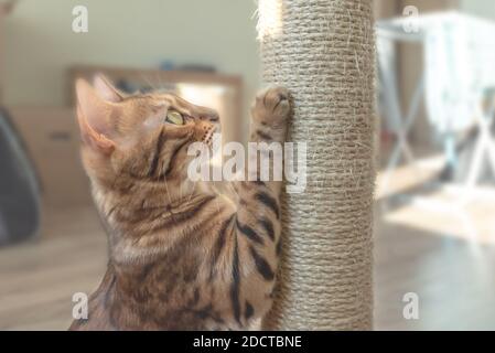 Tabby Katze und Kratzpfosten im Zimmer. Stockfoto