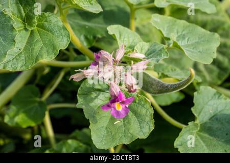 Sesam (Sesamum indicum) Stockfoto