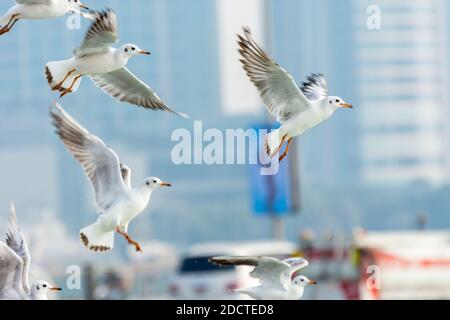 Ein Haufen weißer Möwenvögel, die am Himmel mit Skylines im Hintergrund in Abu Dhabi, Vereinigte Arabische Emirate, fliegen Stockfoto