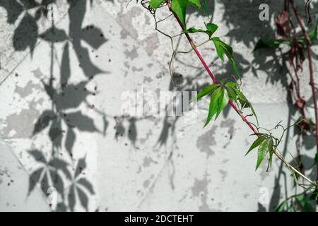 Ein kriechiger Zweig an einem sonnigen Sommertag mit einem Roter Stiel und grüne Blätter vor einem Hintergrund eines Weiße Wand, auf der sich ein Muster von Pflanzenschatten bildet Stockfoto