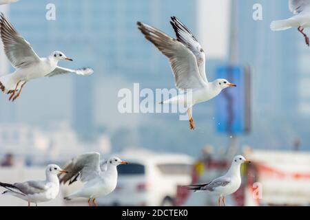 Ein Haufen weißer Möwenvögel, die am Himmel mit Skylines im Hintergrund in Abu Dhabi, Vereinigte Arabische Emirate, fliegen Stockfoto