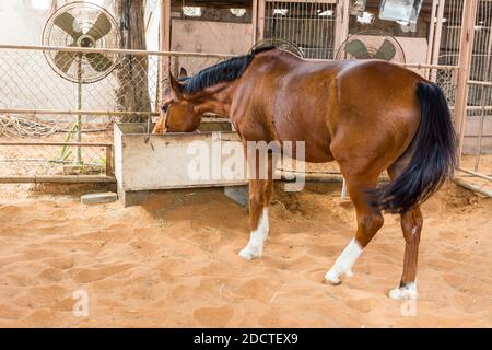 Ein braunes Pferd, das im Stall in Heritage Villages in Abu Dhabi, Vereinigte Arabische Emirate, Essen aus der Badewanne isst Stockfoto