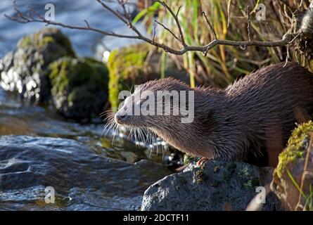 Dunsapie Loch, Holyrood Park, Edinburgh, Schottland, Großbritannien. 23. November 2020. Im Bild: Intime Momente mit dem jungen Ottermännchen während seines Besuchs am Loch im Holyrood Park. Obwohl es niedlich aussieht, ist das Tier wild, aber vertraut an den Ufern des loch, wo es scheint, kleine Fische zu fangen, um zu essen und so seine Rückkehr zu fördern, sowie Besucher zu locken, um seine Possen zu sehen. Hinweis: Es wurde ein Objektiv mit langer Brennweite verwendet. Der Otter zeigte nie irgendwelche Bedenken über die Anwesenheit des Fotografen und es gab mehrere Zuschauer auf der rechten Seite des Bildes näher als ich Kredit: Arch White/Alamy Live News. Stockfoto