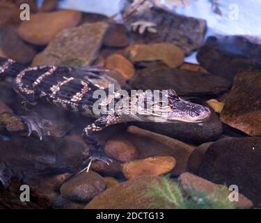 Alligatorbaby im Wasser sitzend, den Kopf, die Augen, den Körper, die Füße, die Pfoten, die Krallen freizulegen. Baby Alligator. Alligator Stock Fotos. Bild. Bild. Hochformat. Stockfoto