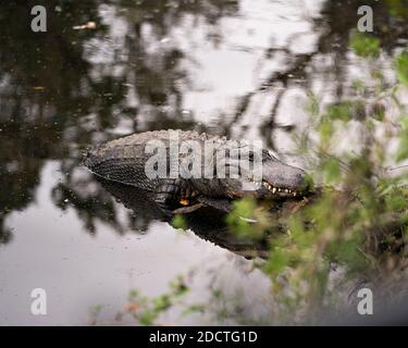 Alligator ruht auf einem Wasserspeicher, der Körper, Kopf, Auge, Zähne zeigt und seinen Lebensraum und seine Umgebung genießt. Alligator Stock Fotos. Bild. Bild. Stockfoto