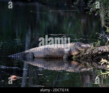 Alligator ruht auf einem Baumstamm am Wasser mit einer Reflexion, die seinen Körper, Zähne, Kopf, Schwanz, Füße, in seinem Lebensraum und Umgebung. Krokodilmaterial Stockfoto