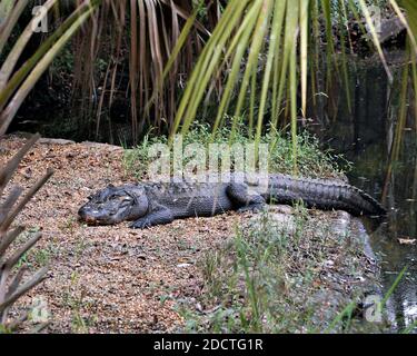 Alligator Nahaufnahme Profil Ansicht Ruhe am Wasser zeigt Körper, Kopf, Schwanz, Füße, und genießen Sie seinen Lebensraum und die Umwelt. Alligatorfoto. Stockfoto