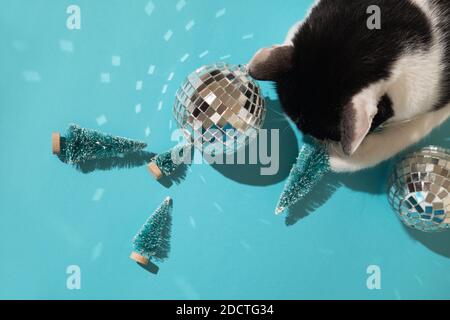 Lustige schwarz-weiße Smoking Katze spielt mit Neujahr und Weihnachten Spielzeug Baum und Disco Ball auf blauem Hintergrund. Weihnachten mit Haustieren, Vorsichtsmaßnahmen Stockfoto