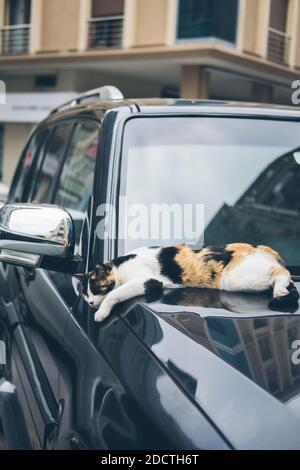 Obdachlose niedliche Katze liegt auf einer Ca und schläft und ruht. Türkei, Istanbul. Das Problem der obdachlosen Tiere in Städten Stockfoto